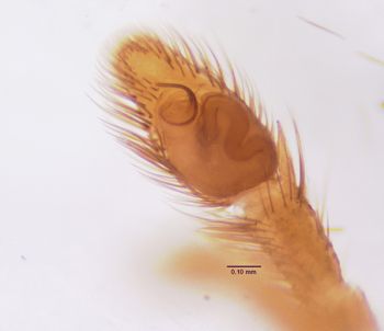 Media type: image; Invertebrate Zoology 21477